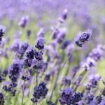 あんずともものすけ初めての旅行は北海道