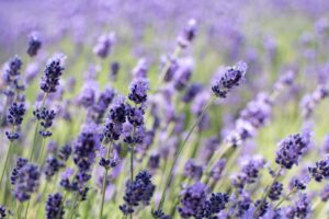 あんずともものすけ初めての旅行は北海道