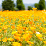 こうのす花まつり