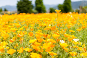 こうのす花まつり