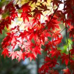 「Go To トラベル」都民割で鎌倉へ（2日目）