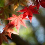 「Go To トラベル」都民割で鎌倉へ（1日目）