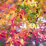 2年ぶりの旅行（京都〜奈良：京都編2日目）