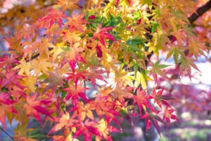 2年ぶりの旅行（京都〜奈良：京都編2日目）