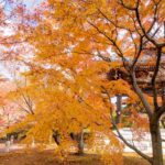 2年ぶりの旅行（京都〜奈良：京都編3日目）