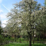 海外で着物を着る（ベルギー）