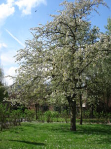 海外で着物を着る（ベルギー）