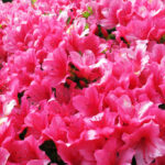 六義園と旧古河庭園