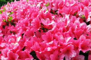 六義園と旧古河庭園